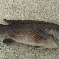 チヌ狙いのはずが