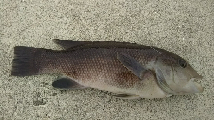 チヌ狙いのはずが