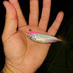 マメ、マメ、マメ