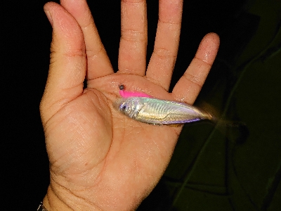 マメ、マメ、マメ