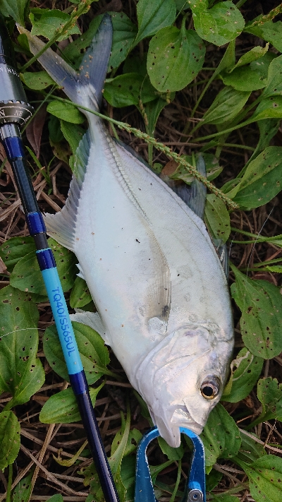 良型メッキ爆釣中