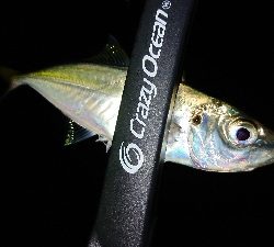 アジがサイズUPしてきました。