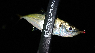 アジがサイズUPしてきました。