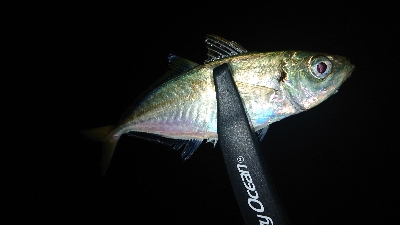 アジング安定釣果！