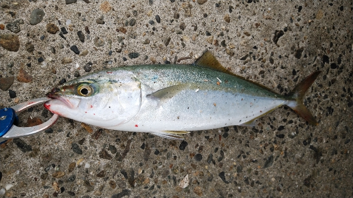 台風後は、、、