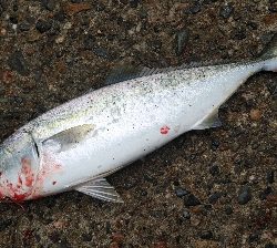 ハマチ好調！タチウオ何処行った？