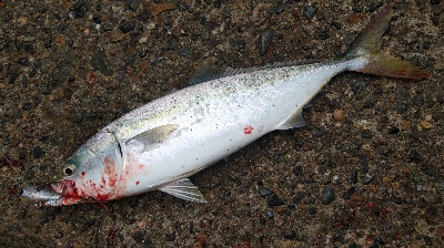 ハマチ好調！タチウオ何処行った？