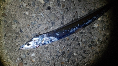 タチウオ激渋…