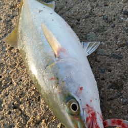 ハマチは好調だかタチウオは…