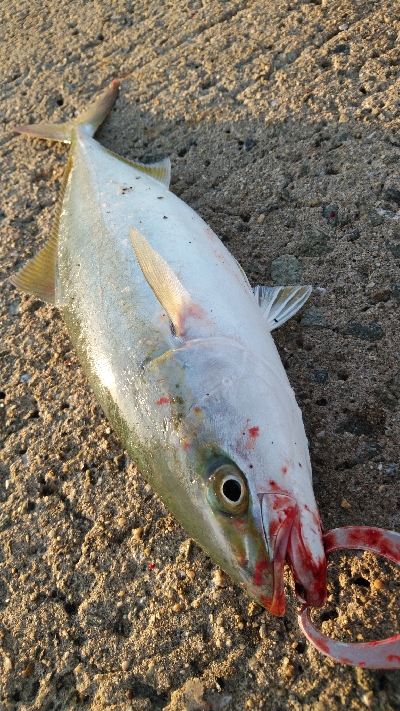 ハマチは好調だかタチウオは…