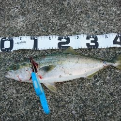 食いの渋い中、モンスターでハマチ炸裂！