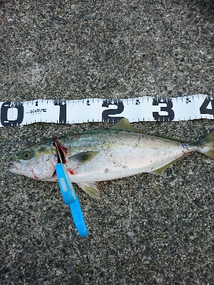 食いの渋い中、モンスターでハマチ炸裂！