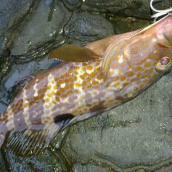 フラット狙いで、アコウ!!