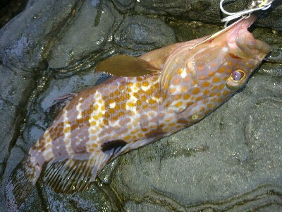 フラット狙いで、アコウ！！