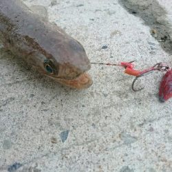 フラット狙いで、エソ2発!!