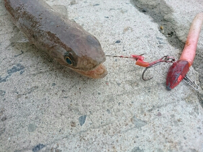 フラット狙いで、エソ２発！！