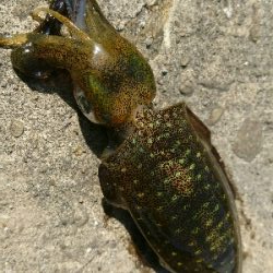 強風の中、秋イカ調査❗