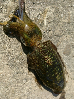 強風の中、秋イカ調査❗