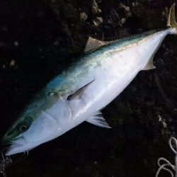 今季初の青物ブリ80㎝ゲット！！