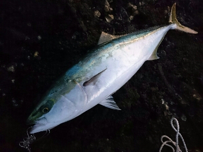 今季初の青物ブリ80㎝ゲット！！