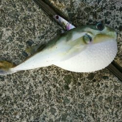 ランディング途中に食いちぎられたエソ