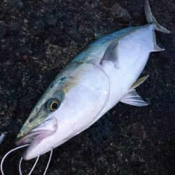 今季２発目の青物！！71㎝ゲット！！