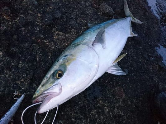 今季２発目の青物！！71㎝ゲット！！