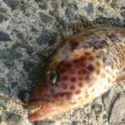 フラット狙いで、オオモンハタ釣果❗