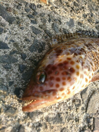 フラット狙いで、オオモンハタ釣果'…