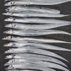 今年のタチウオ釣果1000匹達成