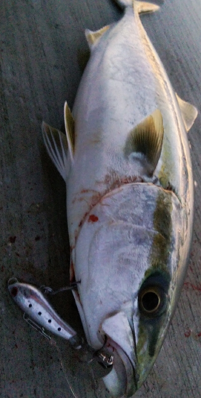 タチウオとツバス