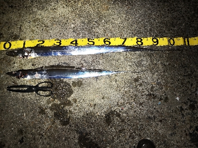 ドラゴンゲット