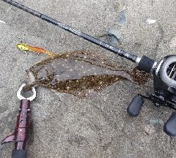 デイシーバス狙いだったが…