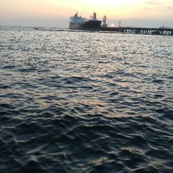 よく釣れました