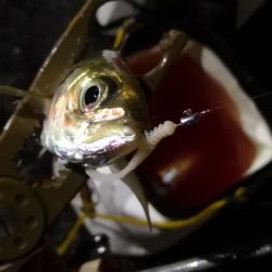 アジング練習29