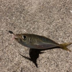 南蛮漬けが食べたくて