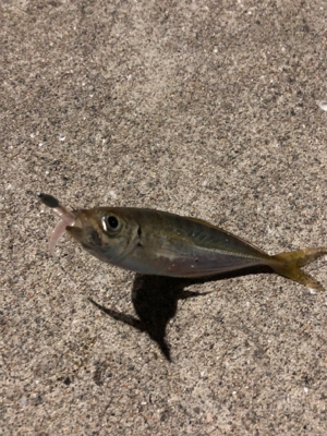 南蛮漬けが食べたくて