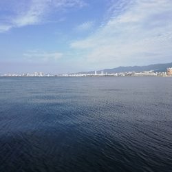 ギリギリハマチ?