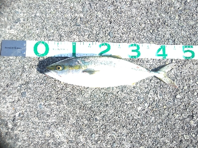 ハマチのちボラー