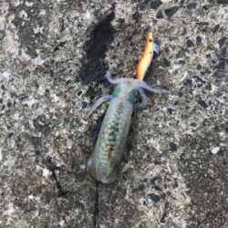 今年初エギング