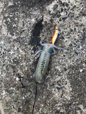 今年初エギング