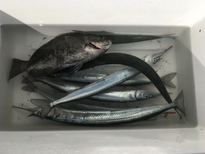 自作仕掛けでサヨリ釣り