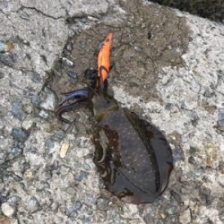 久しぶりのイカ