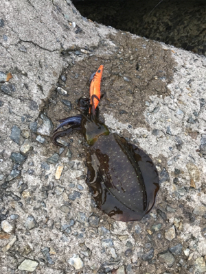 久しぶりのイカ