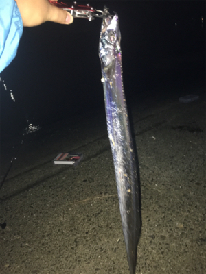 シーバス狙いのはずが...