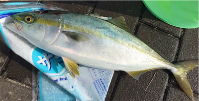 ショアジギングを始めて1年でやっと！！！