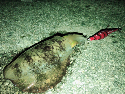 上手く釣りたい