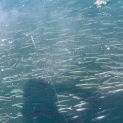 サヨリ仕掛けで30匹以上