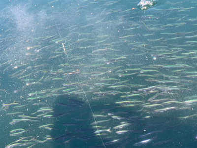 サヨリ仕掛けで30匹以上