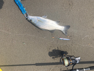 得意のジギングサビキ！！！